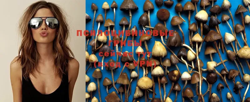 Псилоцибиновые грибы Psilocybe  Печора 